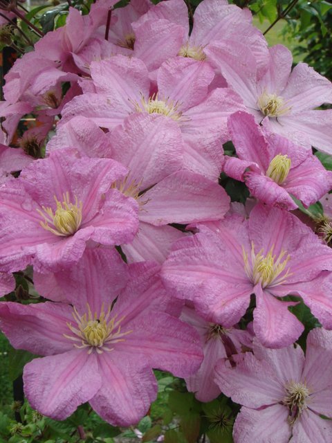 Clematis x 'Comtesse de Bouchaud' fleur